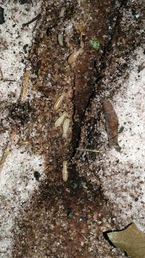 Pest inspection of a home interior for signs of insect activity